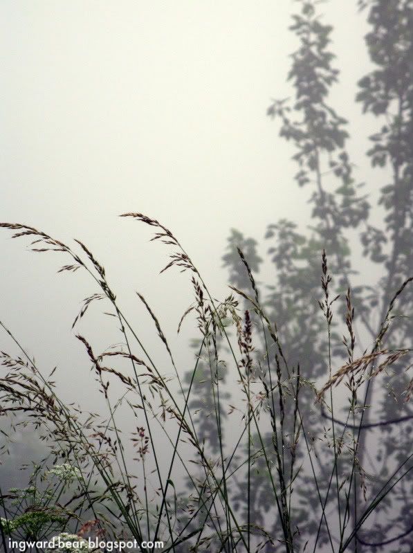 травы в тумане, серия фотографий, утренний туман, пейзаж
