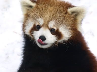 red nose panda