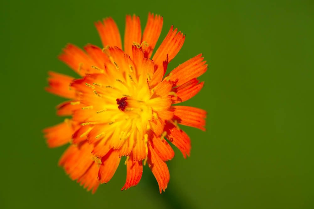 IMAGE: http://i586.photobucket.com/albums/ss304/akronie/IMG_0087.jpg?t=1250428826