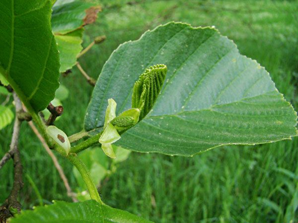  photo 2013-05-17-027_zps111ffef2.jpg