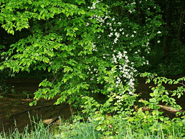  photo 2013-05-17-049_zpsb7e0a687.jpg