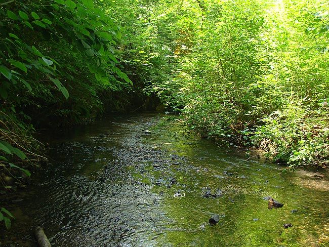 Mutzbach (5): Weiter zur Diepeschrather Mühle