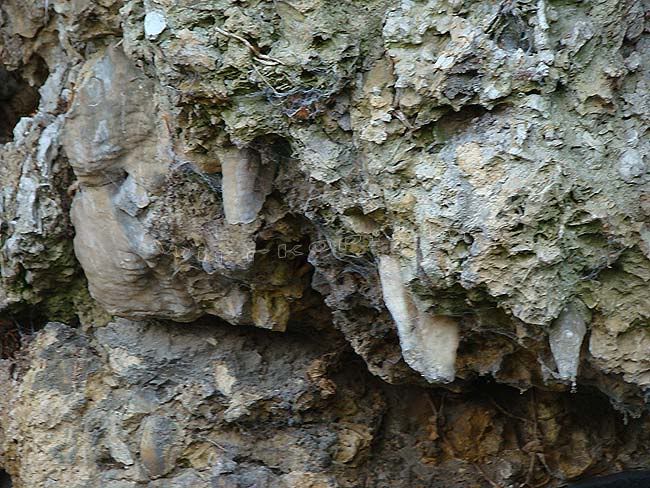Erlebnisroute Kalkstein 3: Fossilien und Grottenstein
