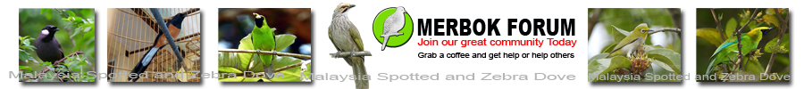 Merbok Forum