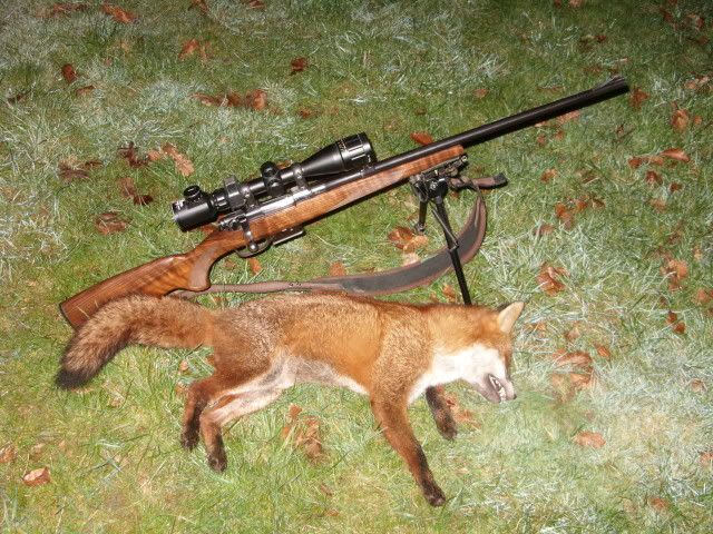 Foxshooting008.jpg