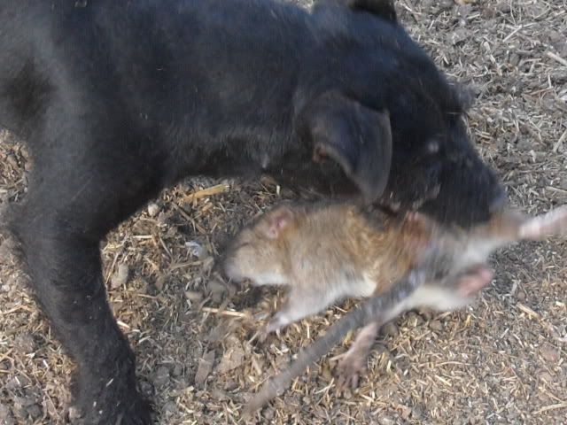 Picture024-4.jpg