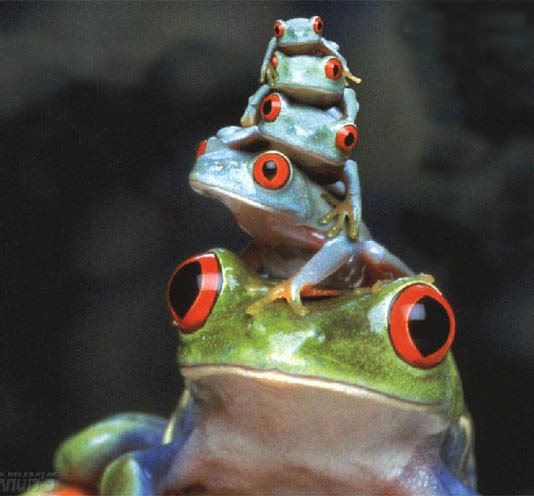  photo frogs-1.jpg