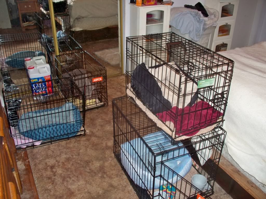 Wire Crates Chihuahua People Forum