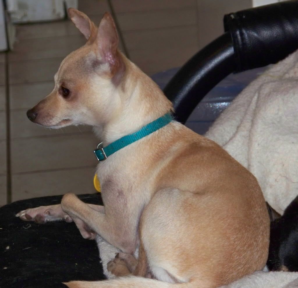 Lisa, is this what you call Double Coat? Chihuahua People Forum