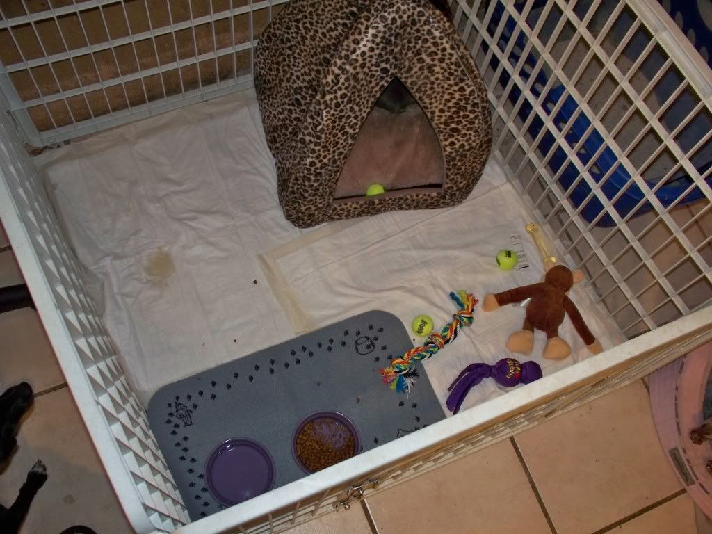 chihuahua playpen