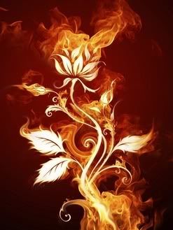 Rose of Fire Pictures, Images and Photos